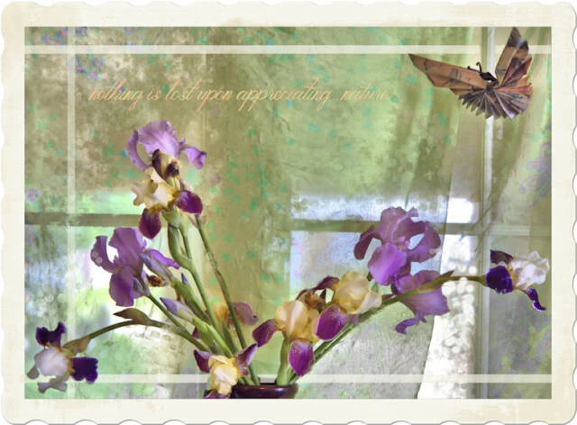 Sheer Irises and Butterfly 